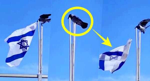 وسط ذهول الجميع.."غراب" ينجح في تمزيق علم "إسرائيل" ويلقيه أرضا (فيديو)